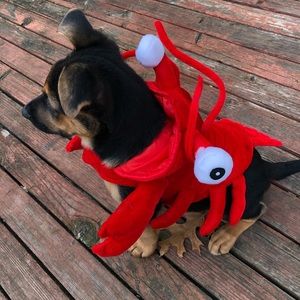 Red Lobster costume